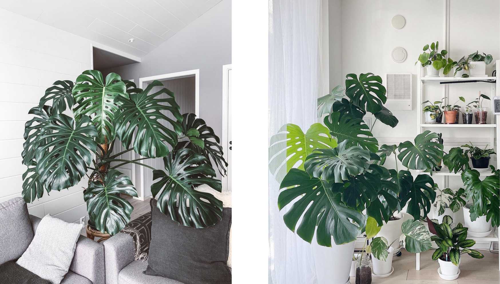 Le Monstera deliciosa variegata : une plante d'intérieur Unique