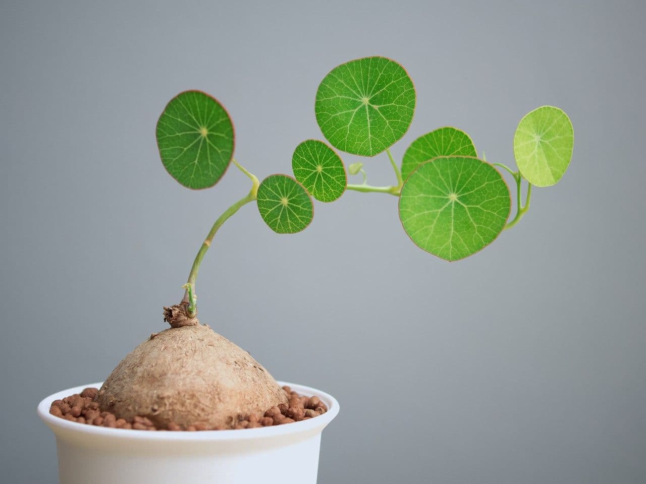 potting your Stephania Erecta