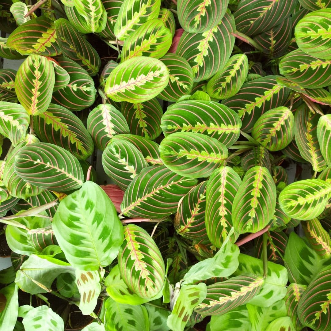 Maranta