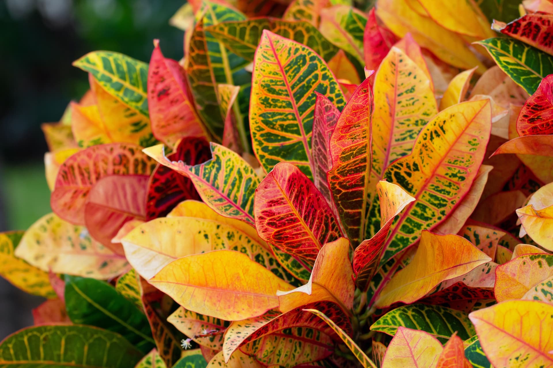 Codiaeum plant leaves