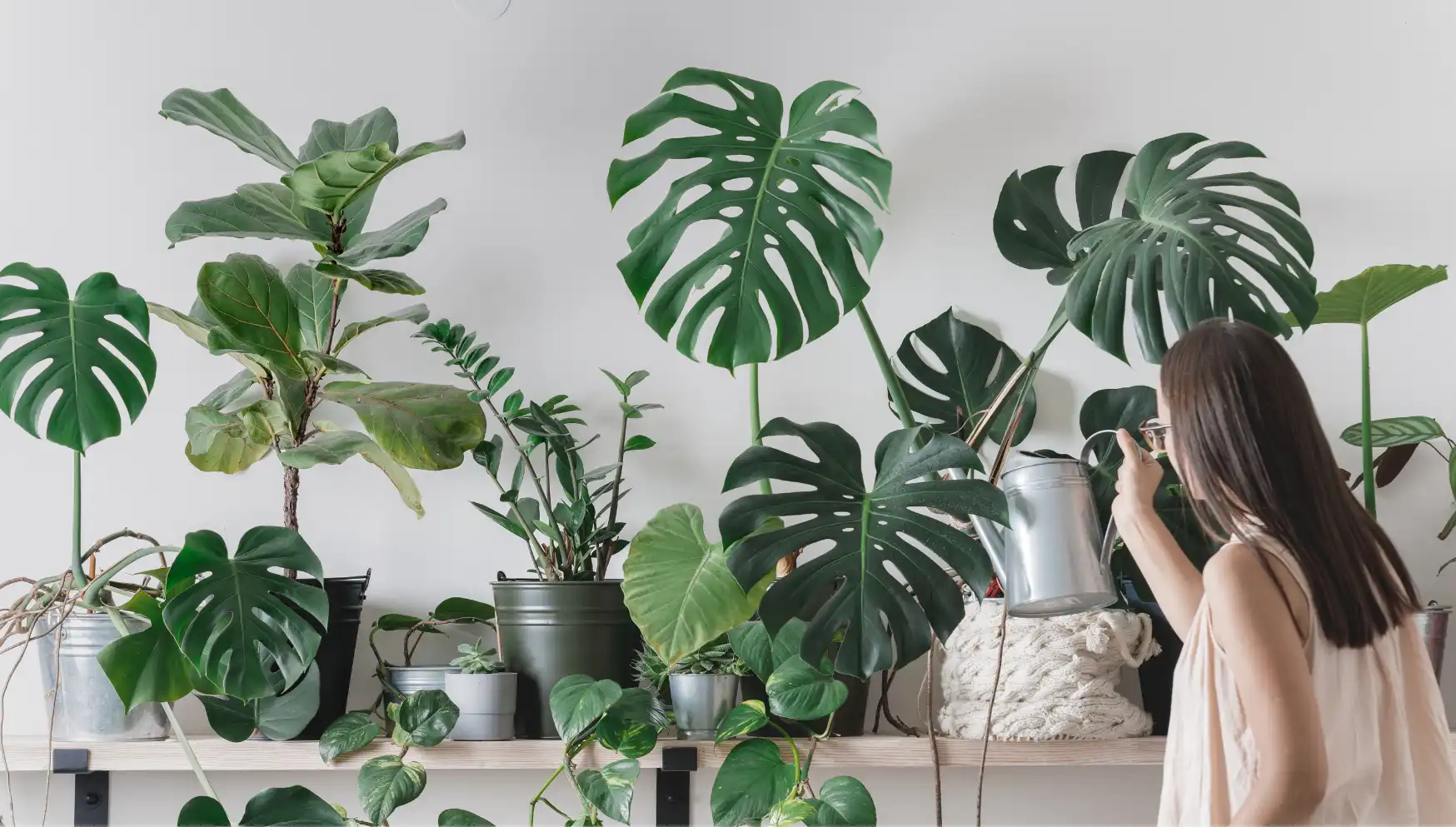 watering monstera