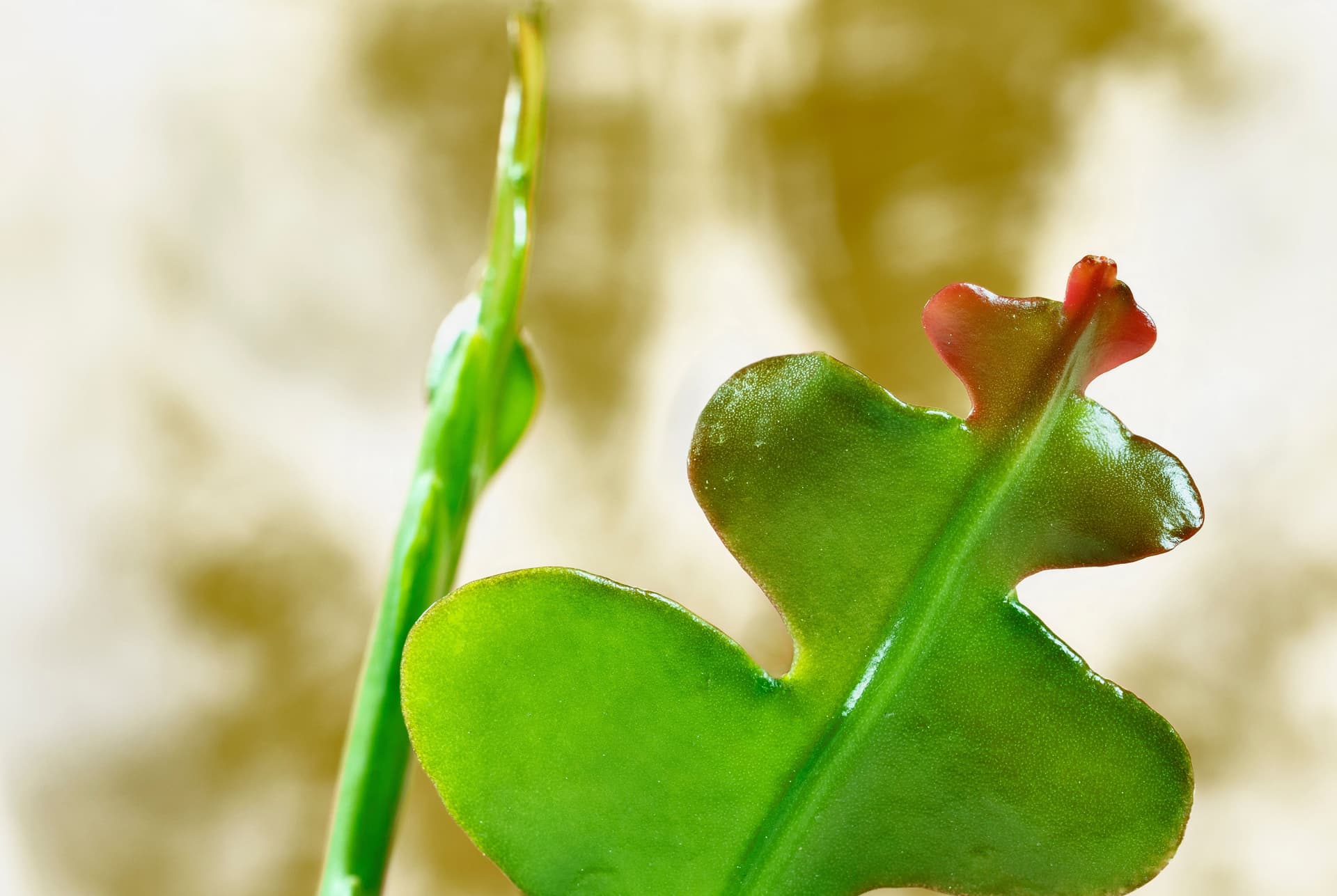 Epiphyllum plant leaves