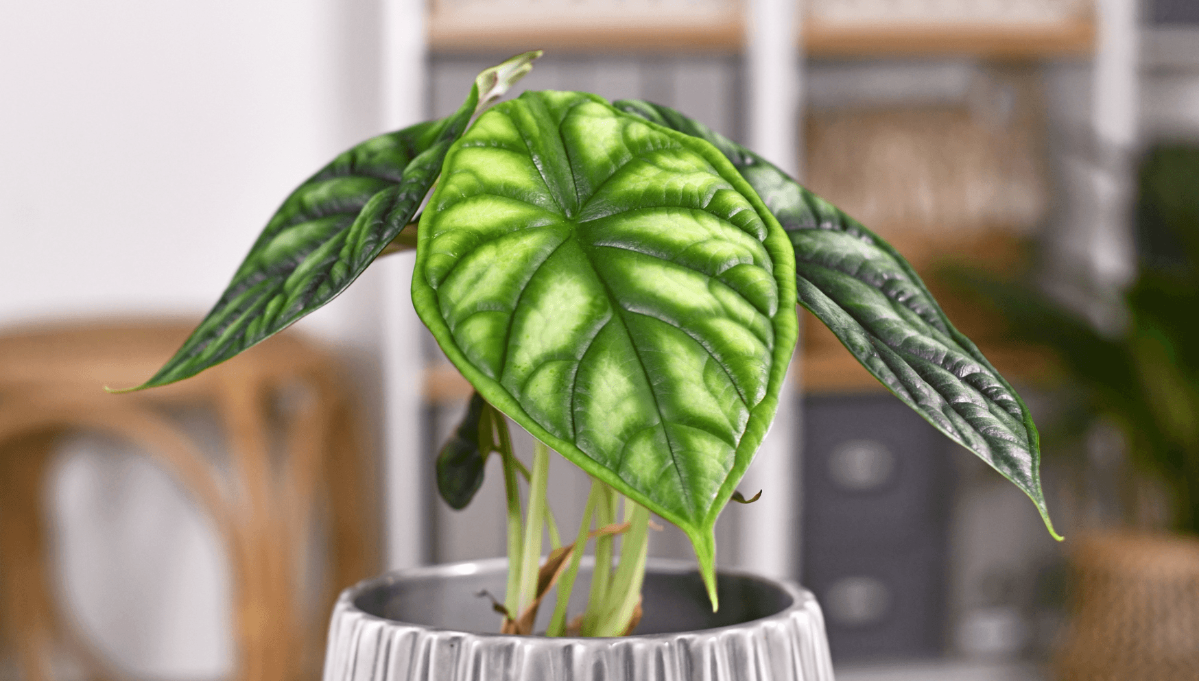 How to Plant, Grow, and Care for Alocasia Black Velvet - Full Guide