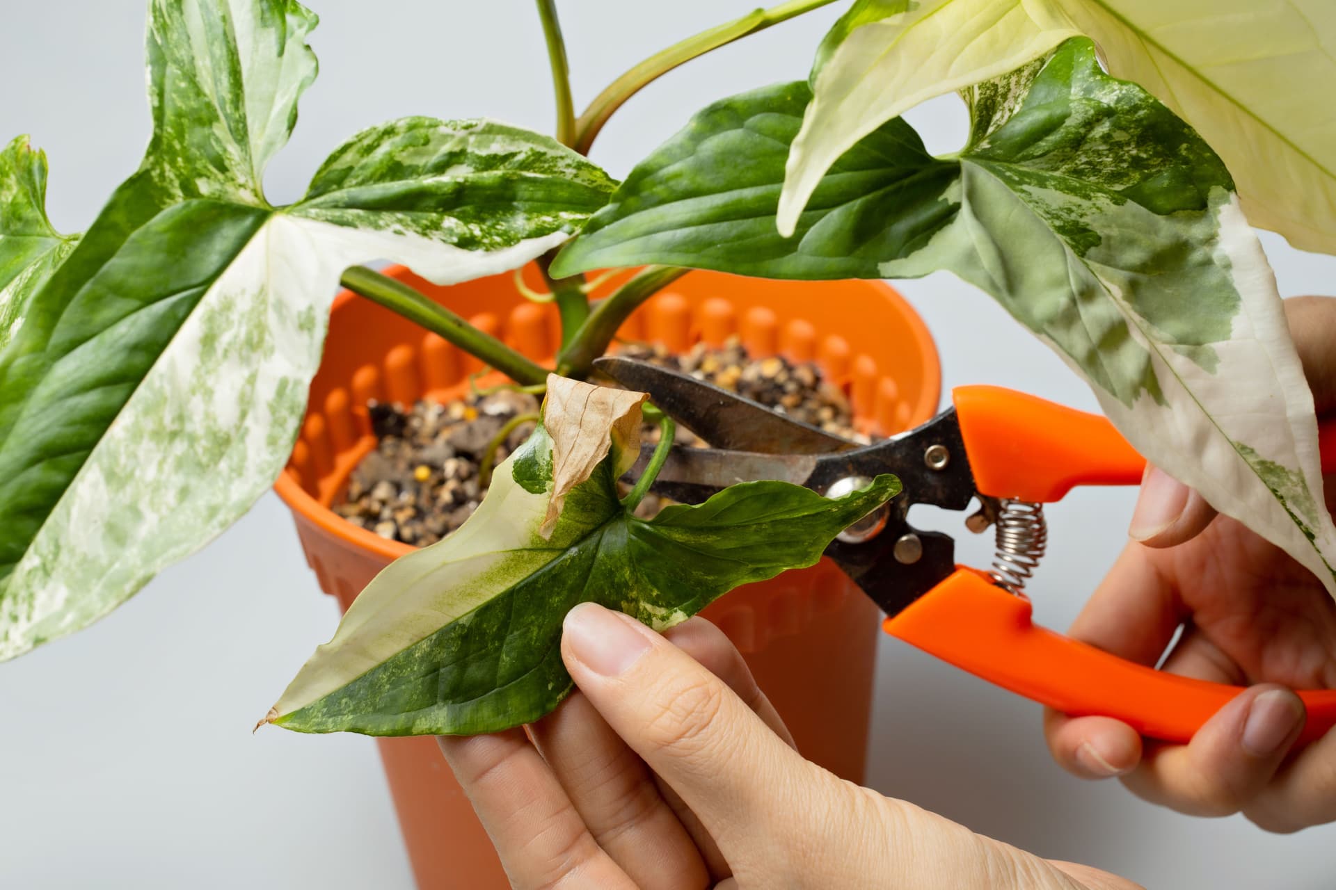 Pruning plant