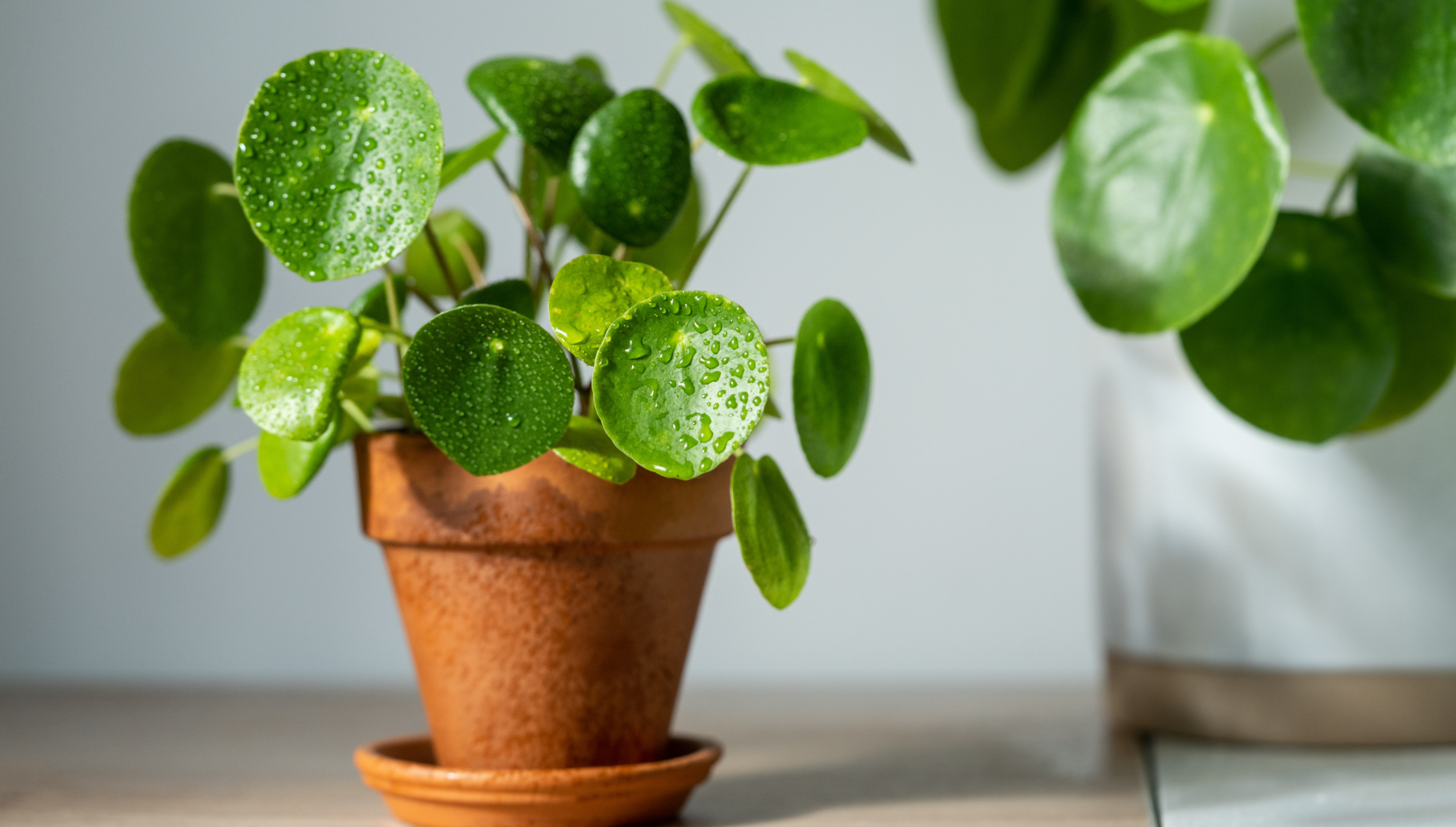 Guggenheim Museum opleiding huiselijk Pilea verzorging: expert tips voor gezonde planten | PLNTS.com