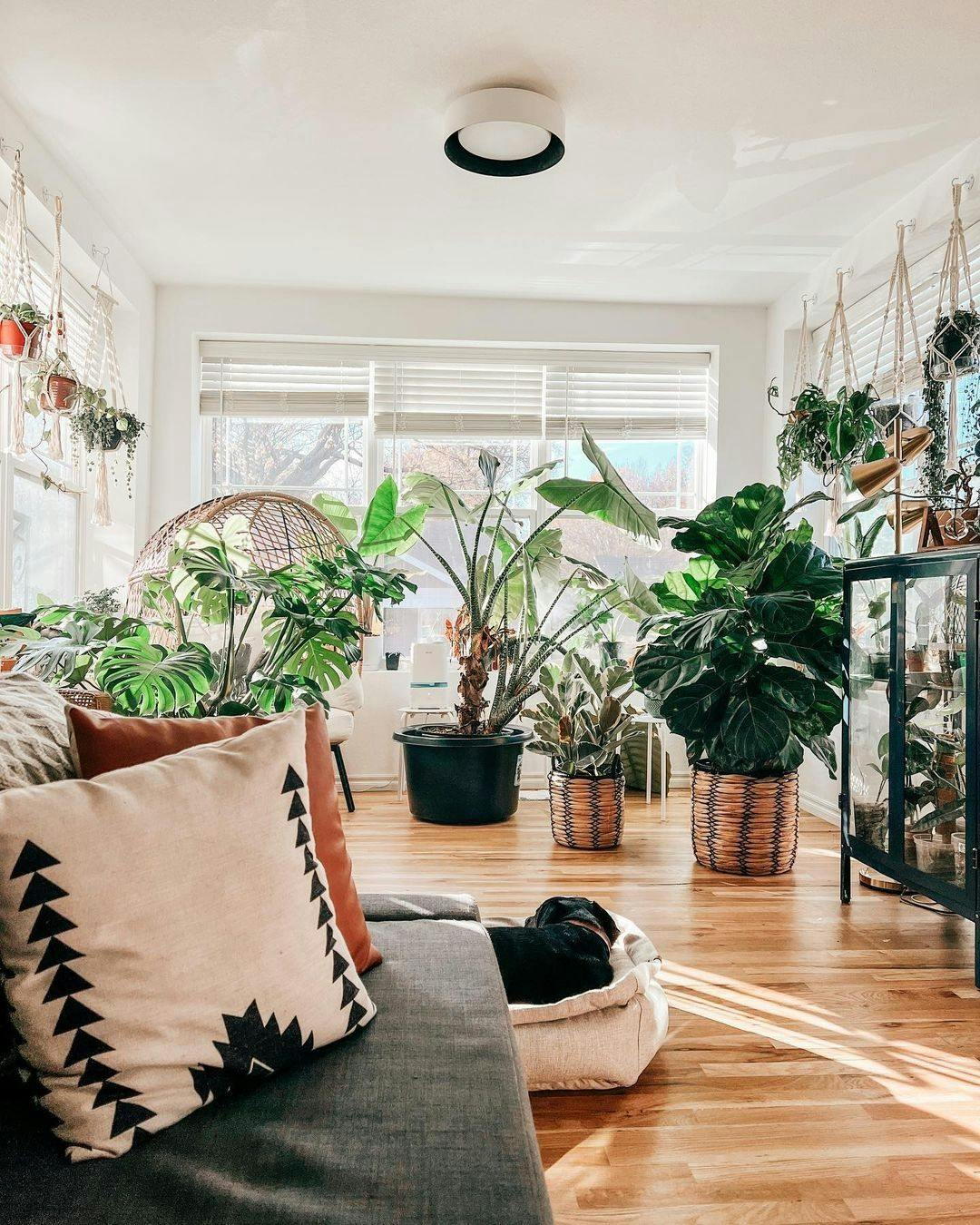 Top 10 big houseplants that will make your interior shine! | PLNTS.com