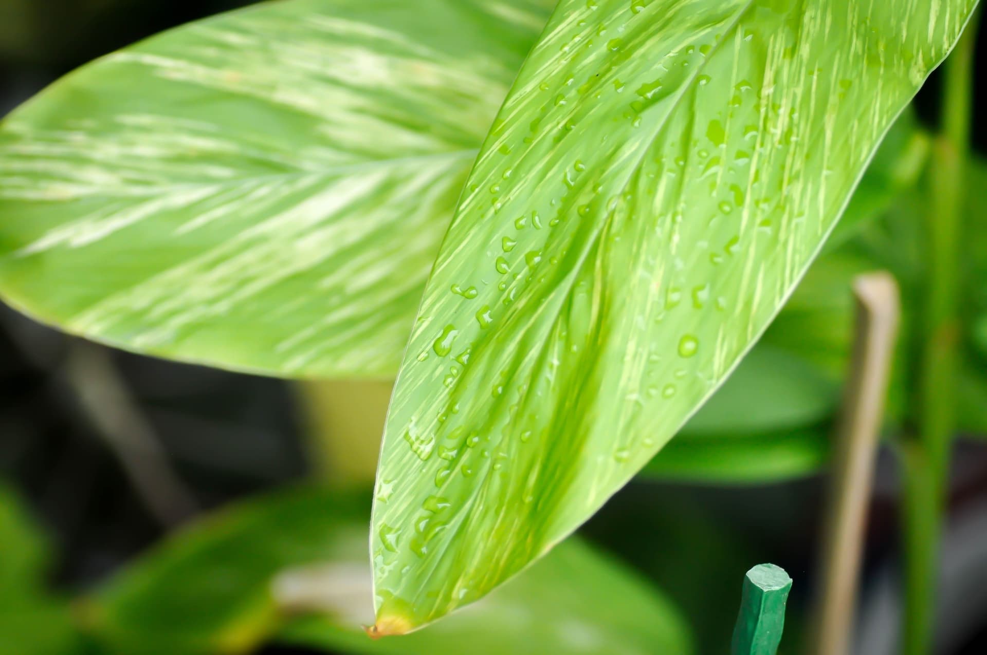 Alpinia leaves