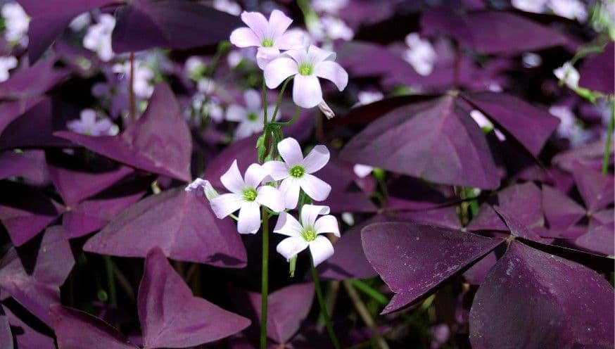 Oxalis triangularis pourpre - TPID