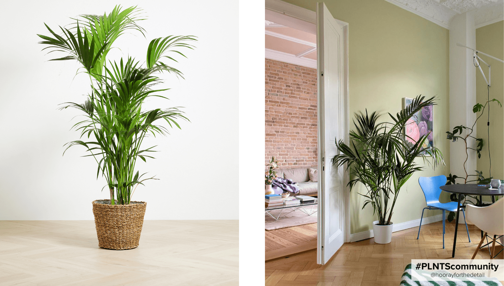 Kentia Palm 