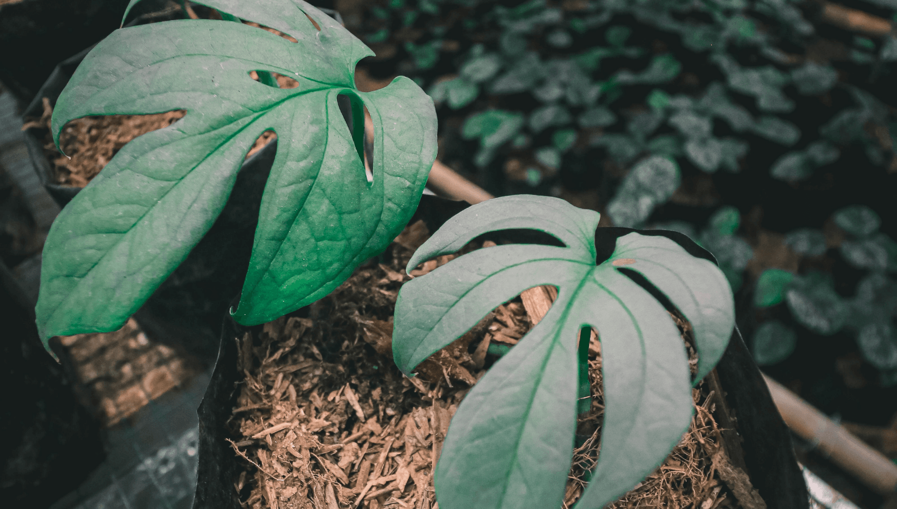 Amydrium leaves