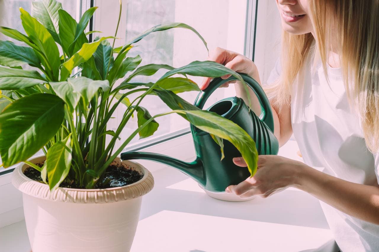 watering plants