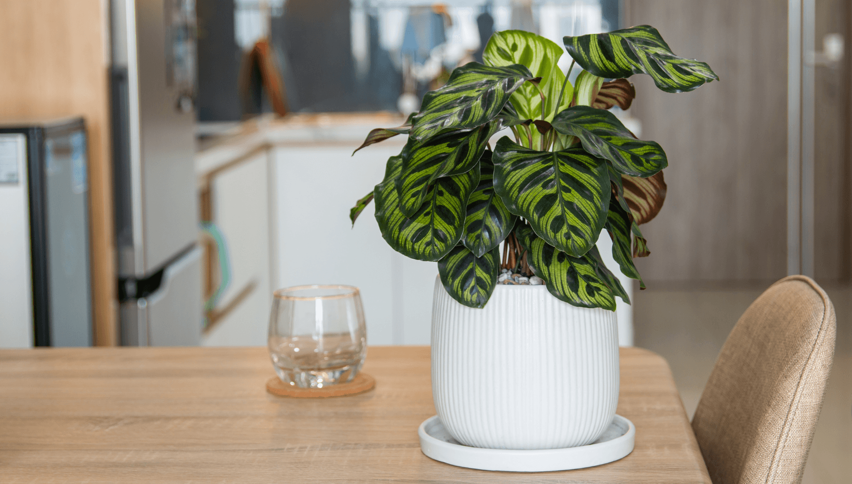 Nos conseils clés pour entretenir ta plante : Calathea orbifolia – Plantes  Pour Tous