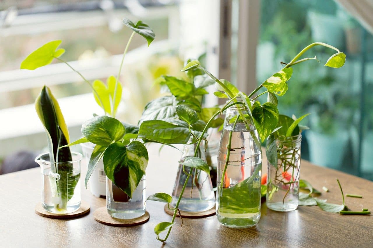 hydroculture: Jeux de transparence chez les plantes d'intérieur