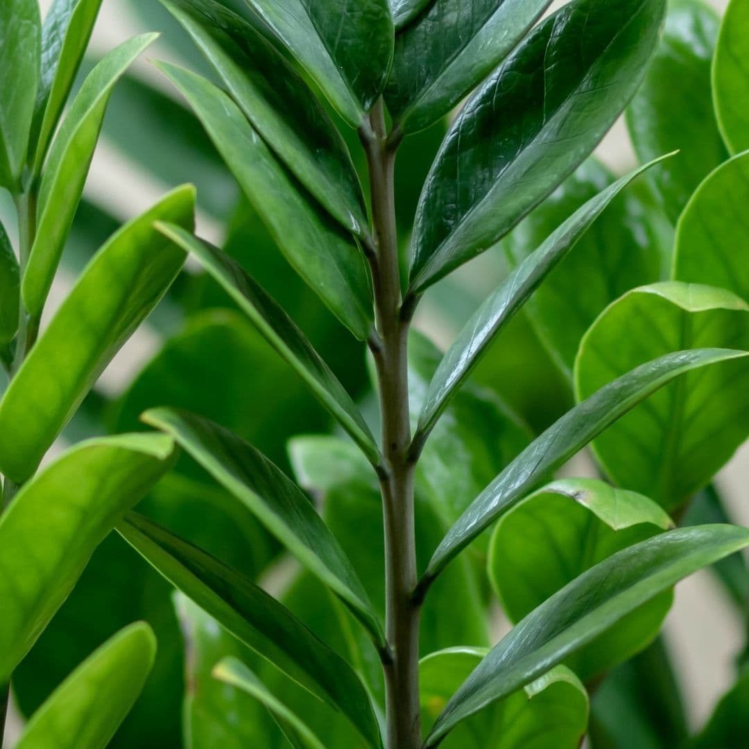 Zamioculcas.jpg