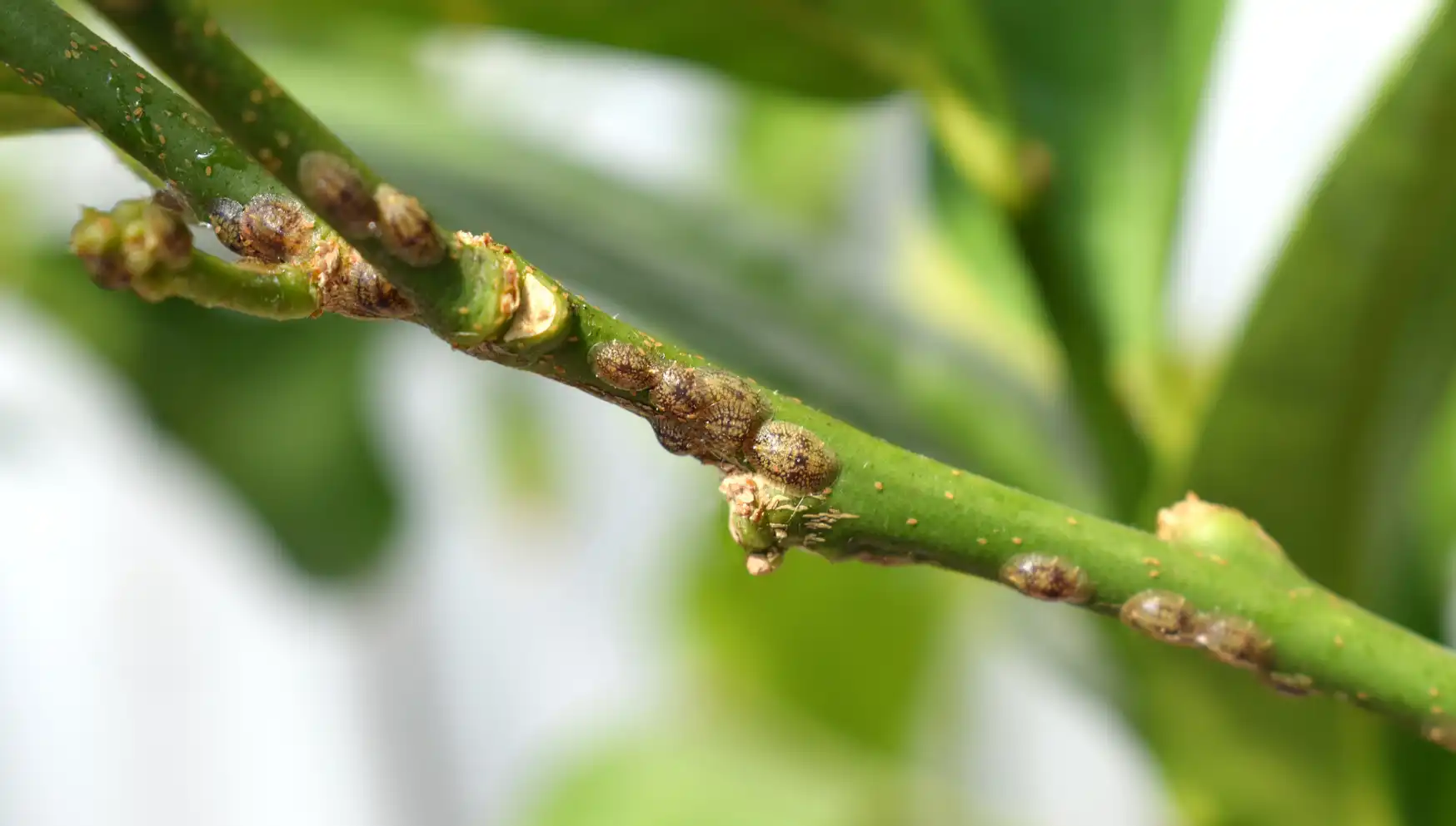 Reconnaître et lutter contre les cochenilles - Mon Jardin Ideal