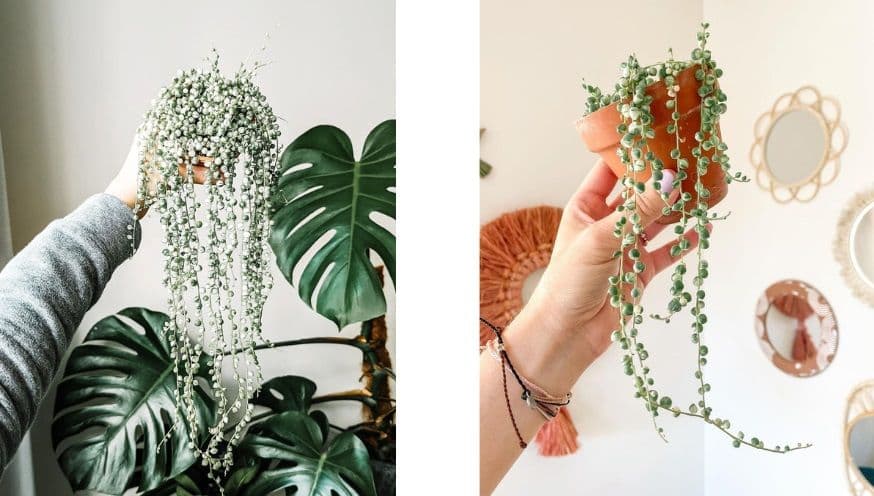 Variegated String of Pearls.jpg