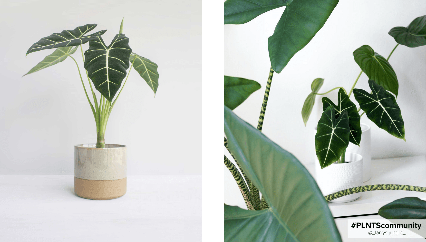 Alocasia Frydek