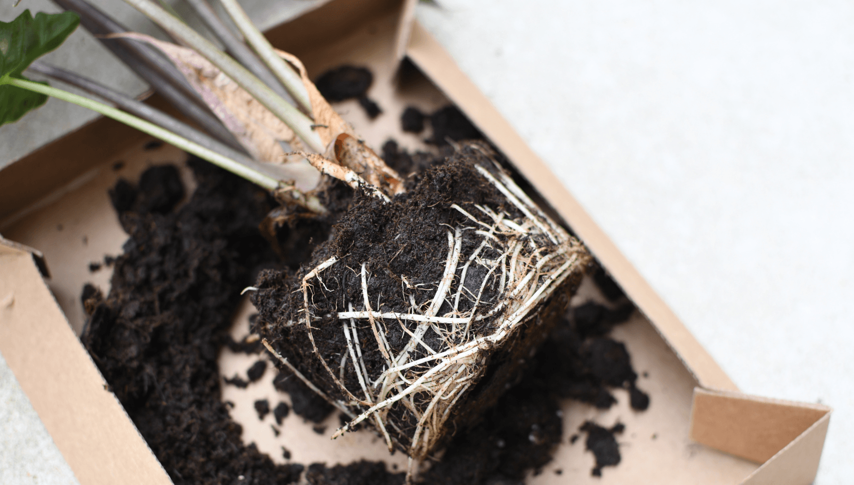 Alocasia roots