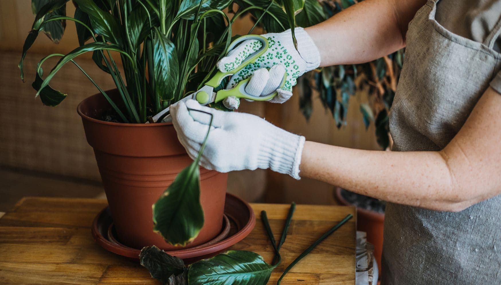 learn to recognise your plants' problems