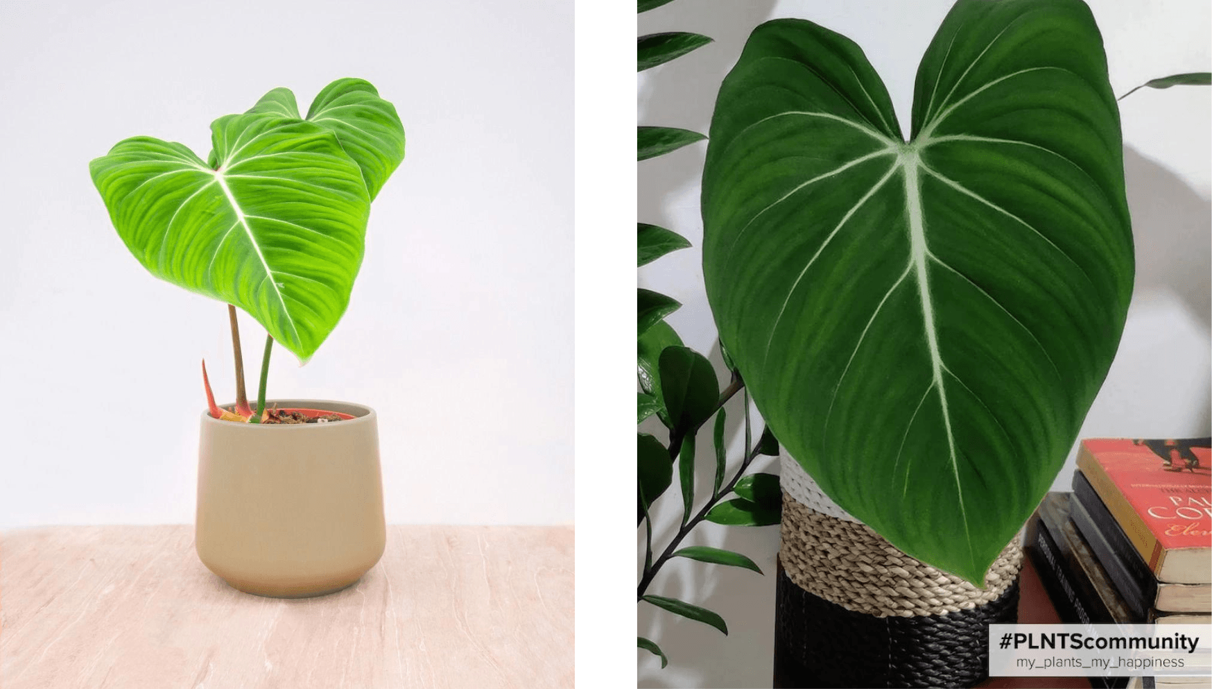 philodendron