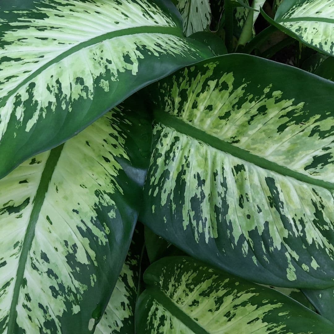 Dieffenbachia