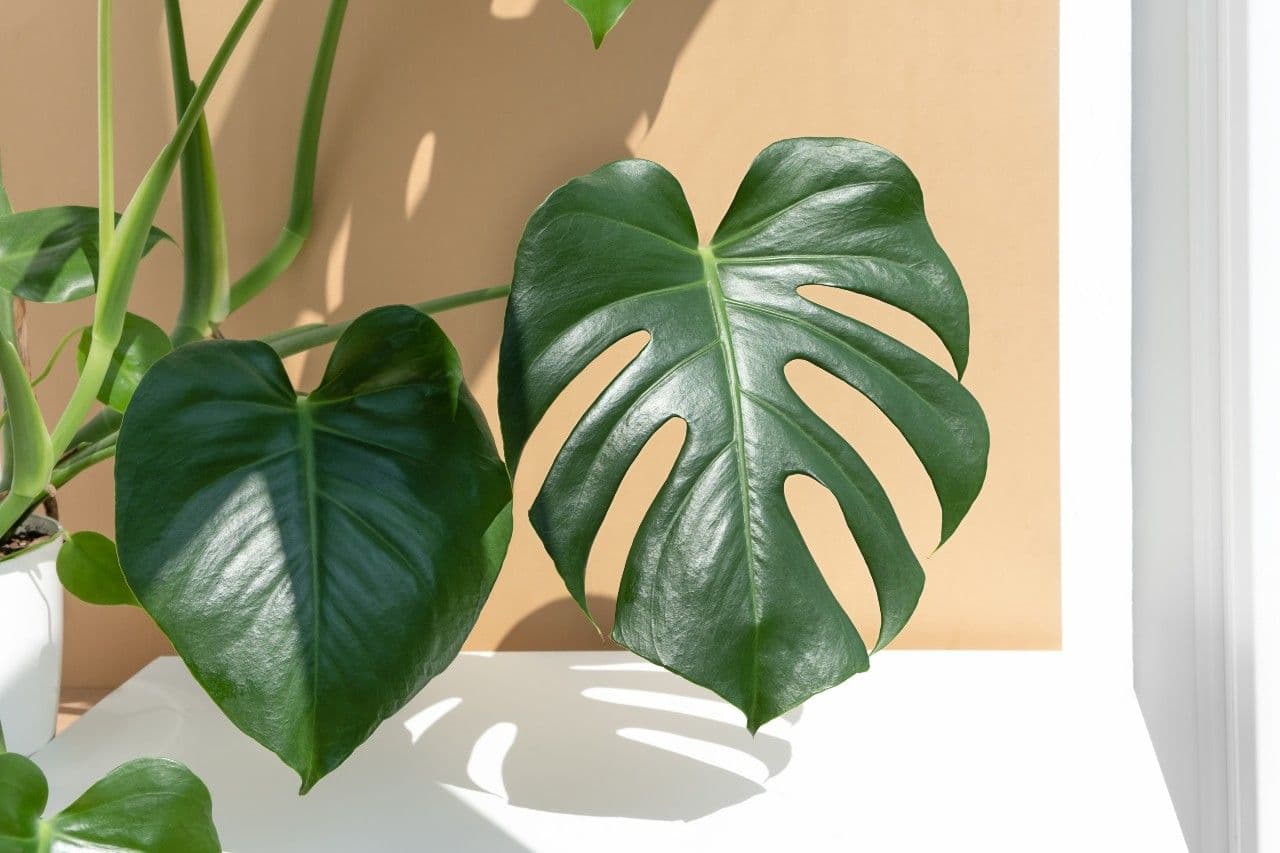 monstera leaves 