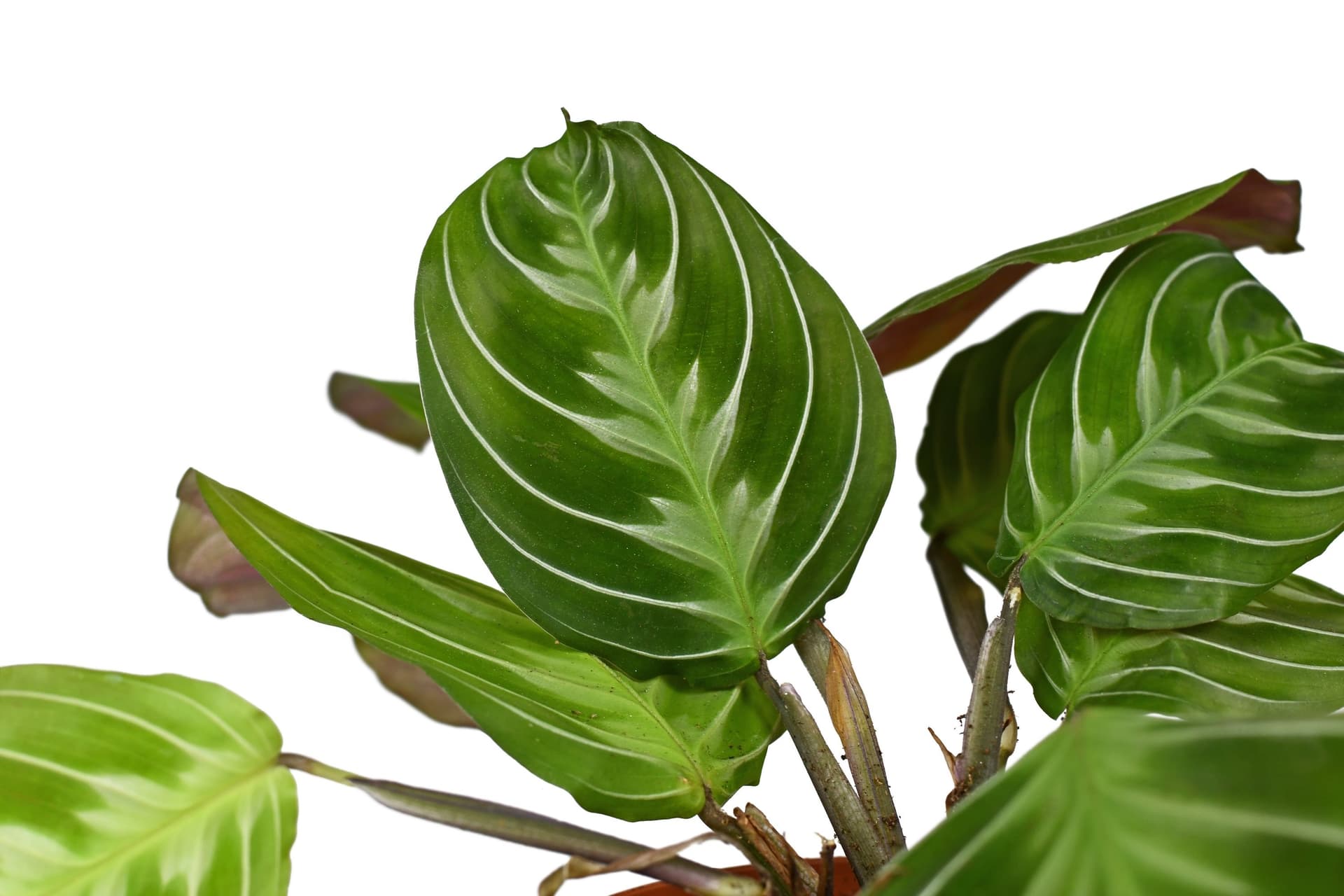 maranta.jpg