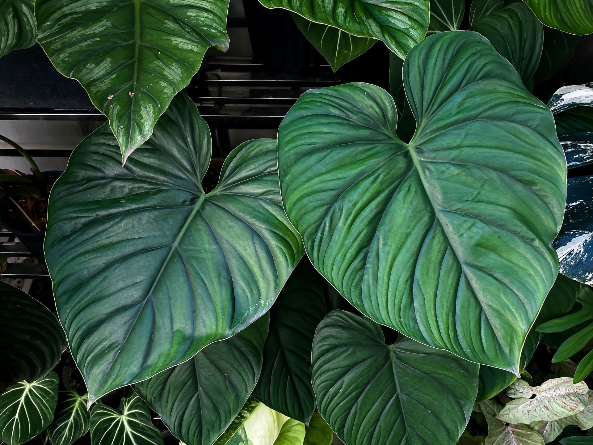 Philodendron Plowmanii.jpg