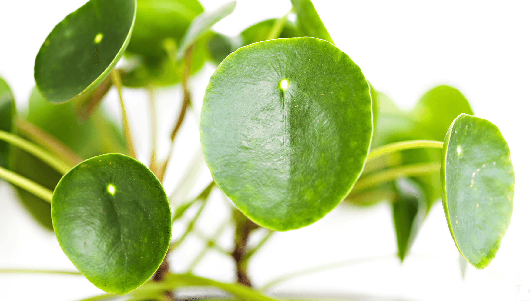 Pilea leaves