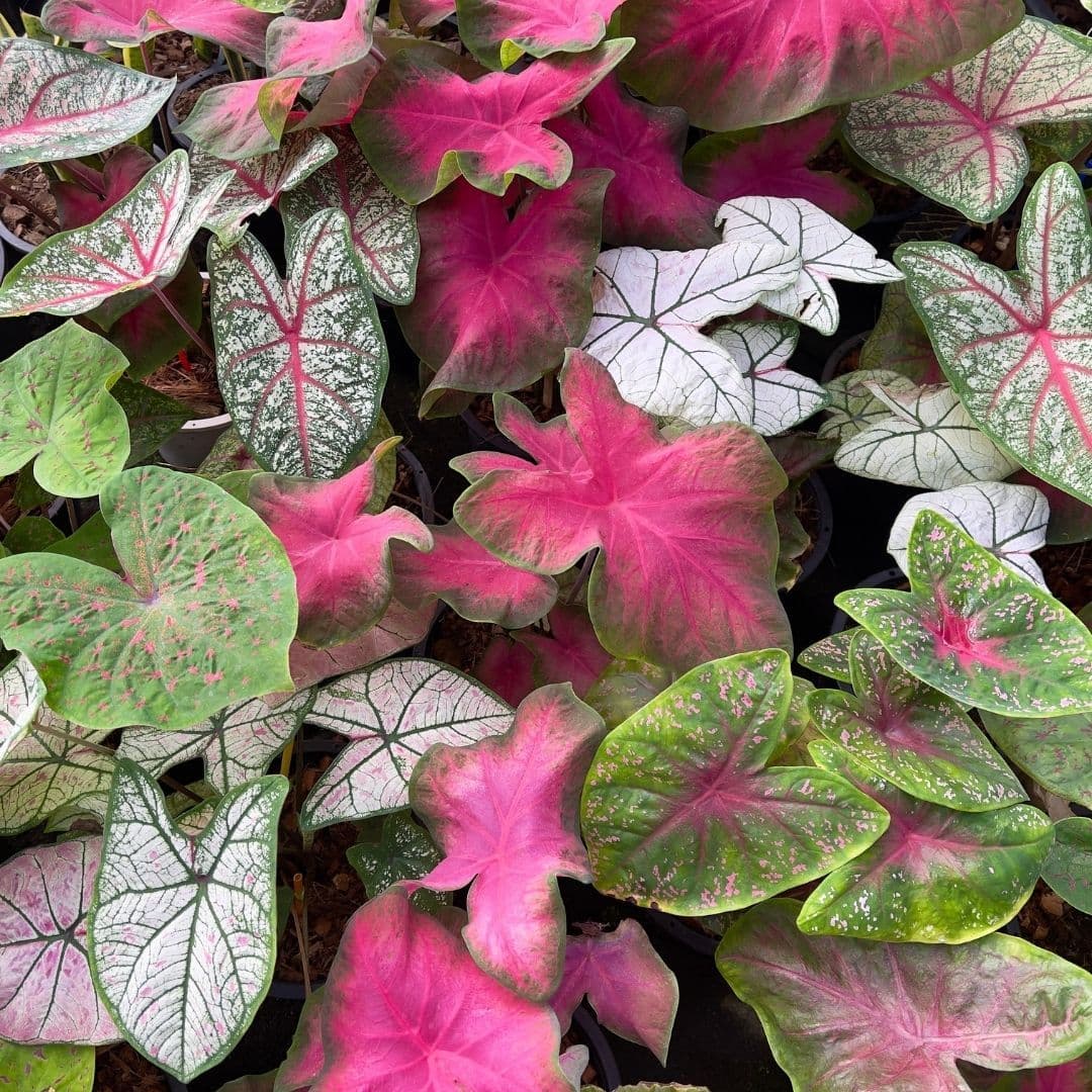 Caladium