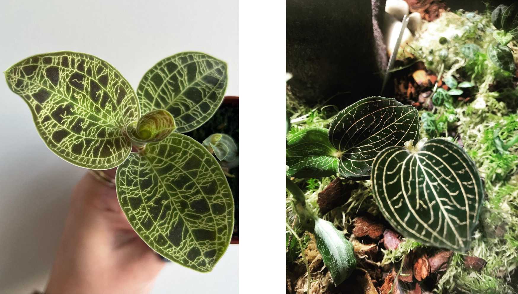 jewel orchid terrarium.jpg