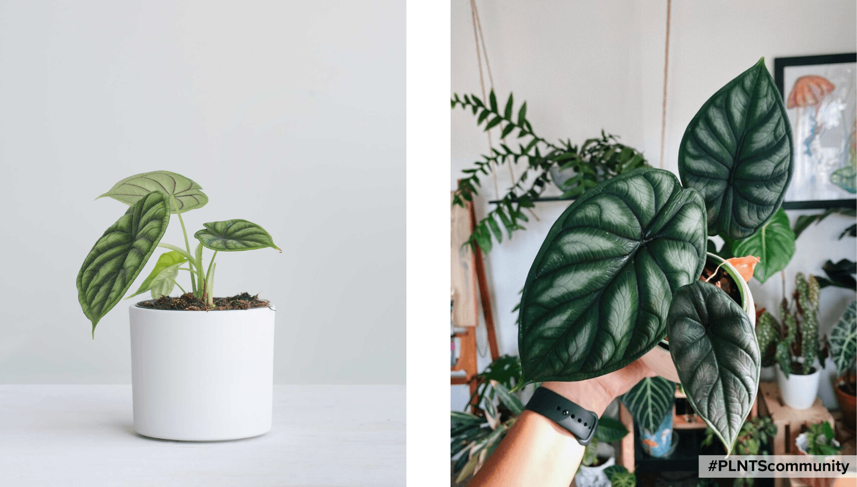 Alocasia Dragon Scale