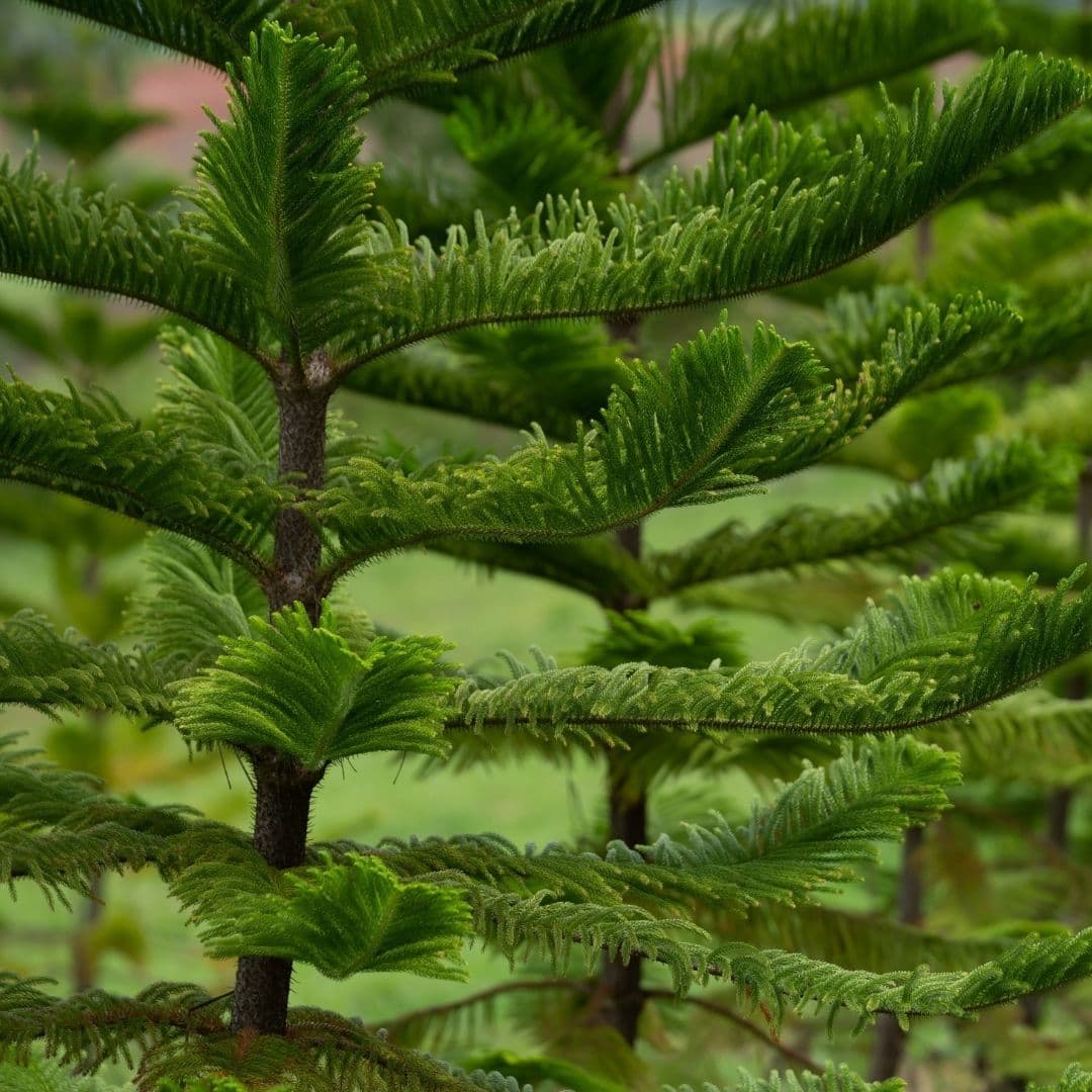 Araucaria