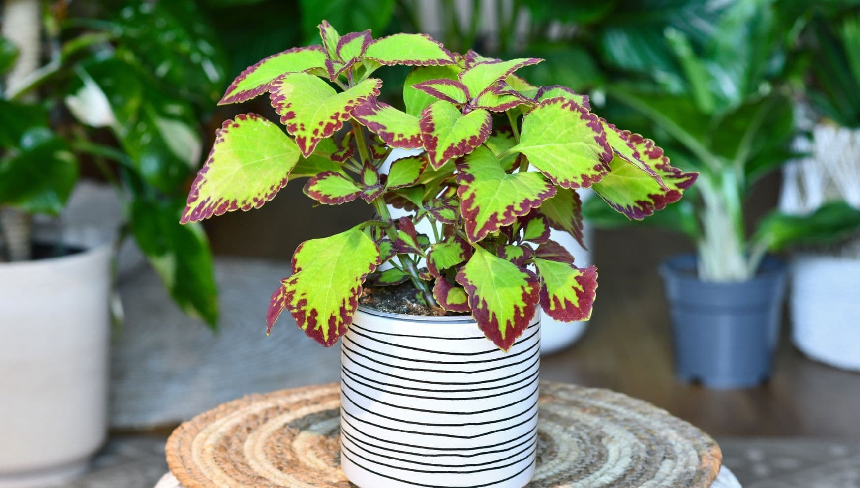 Coleus in pot