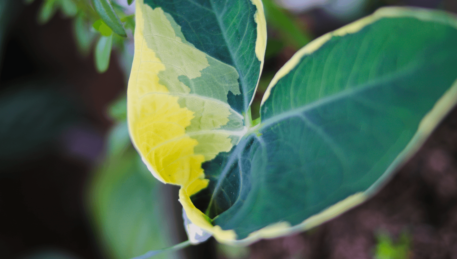 Xanthosoma houseplant Mickey Mouse