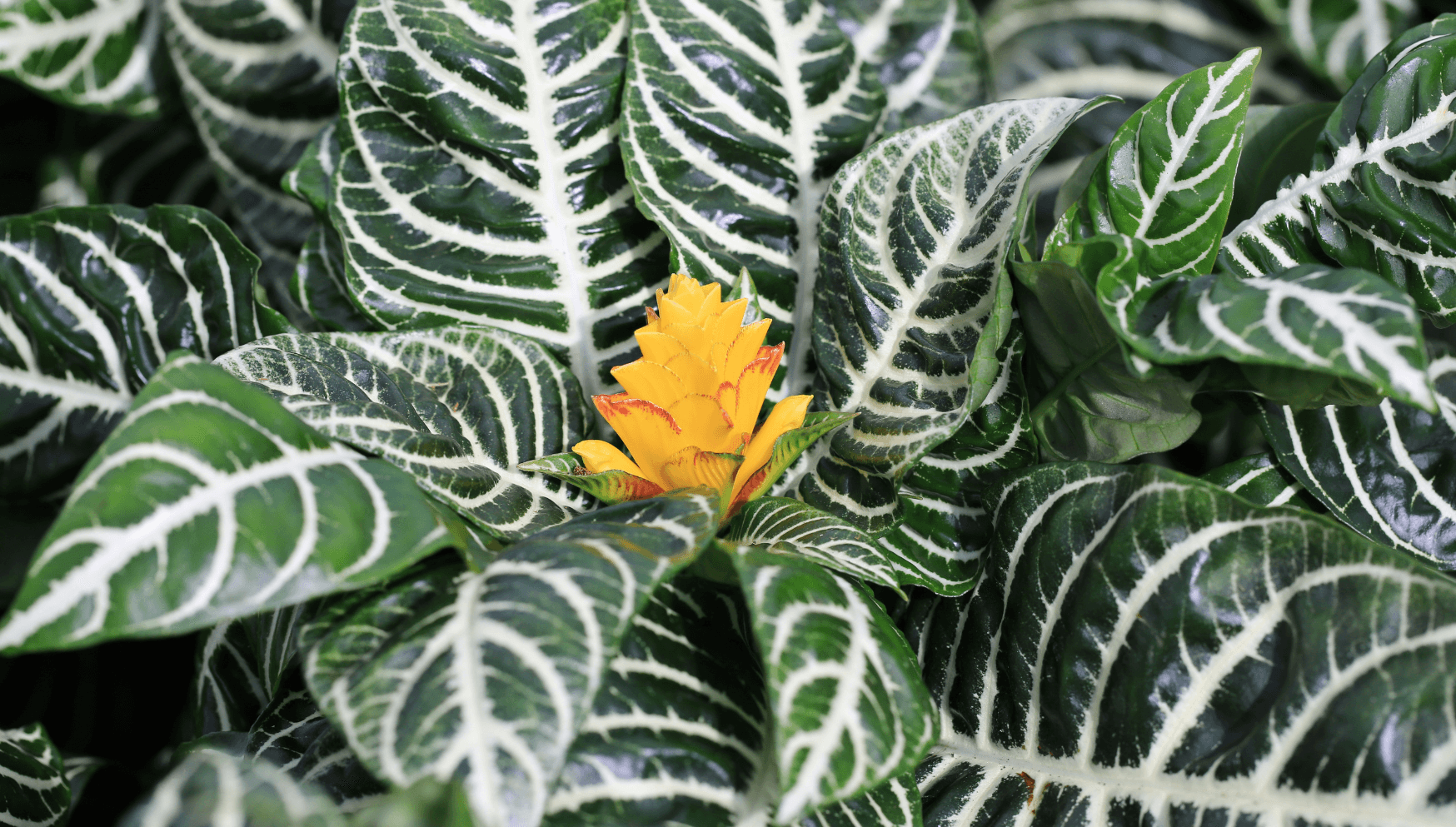 Flowering Aphelandra