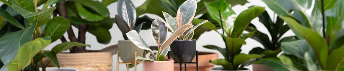 Ficus (Rubber tree plant) - Care tips | PLNTS.com