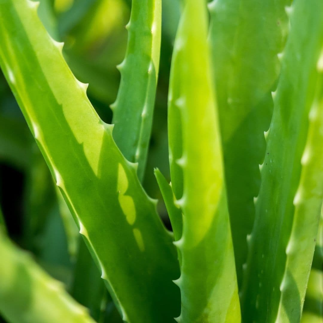 Aloe Vera