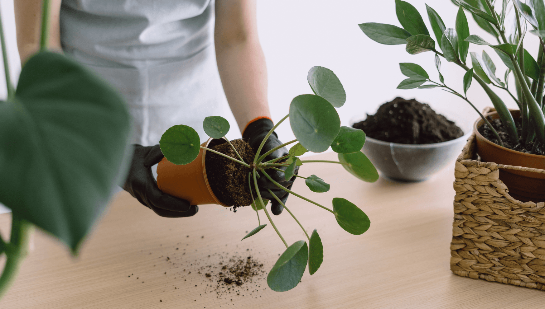 Pilea repotting