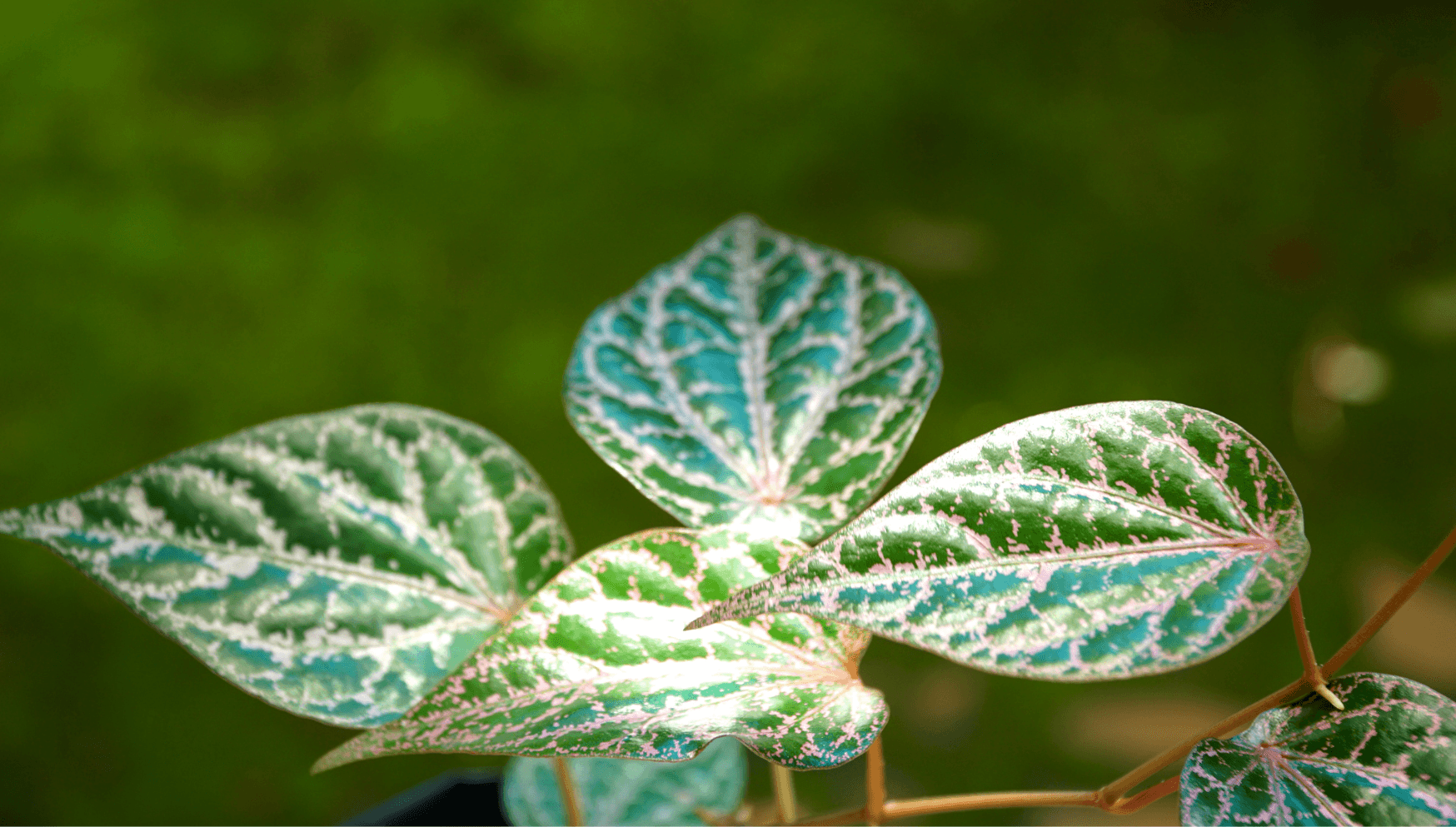 Piper houseplant