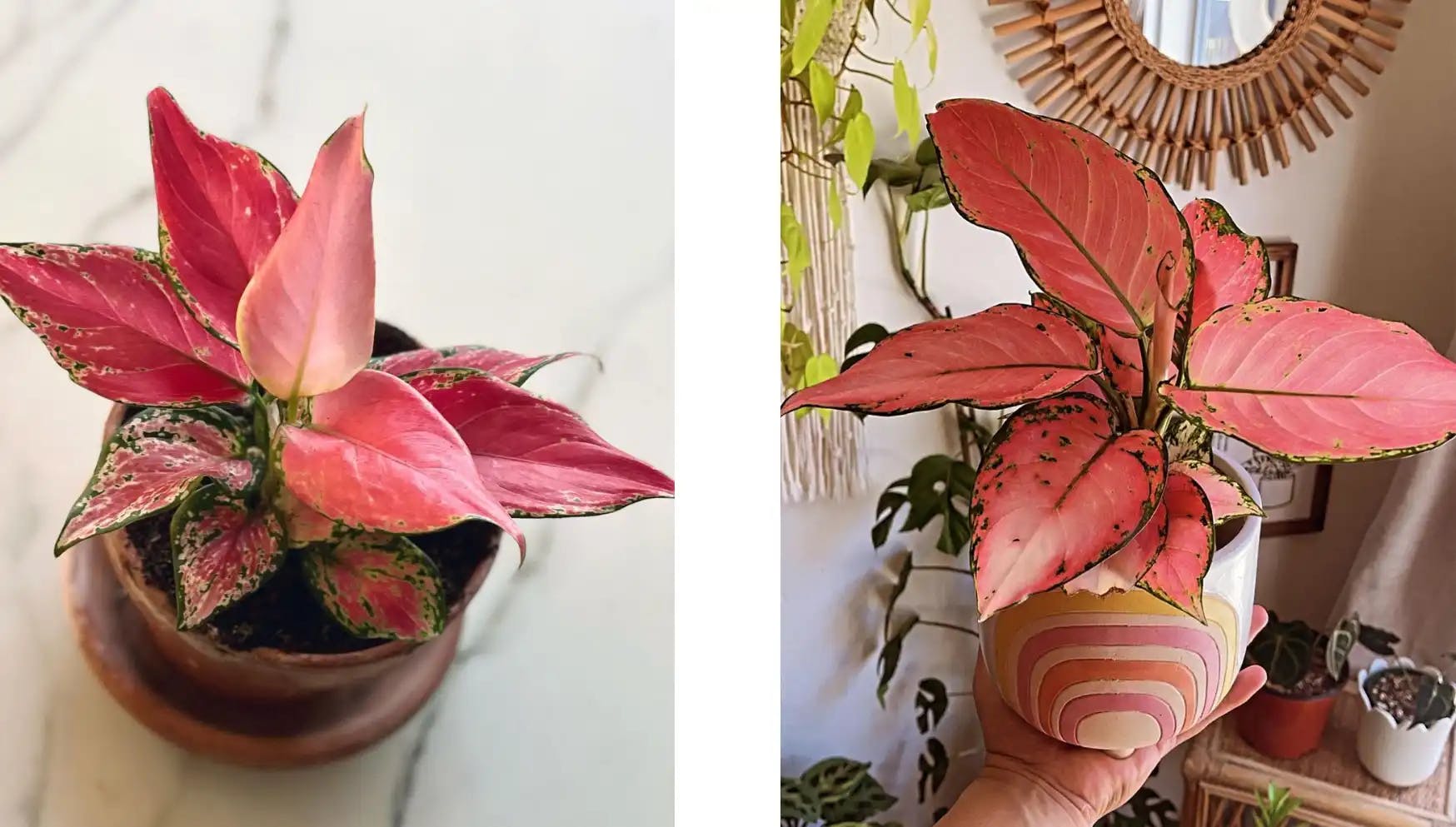 De stad Aap Cirkel 10 roze kamerplanten die jouw huis zullen opfleuren! | PLNTS.com