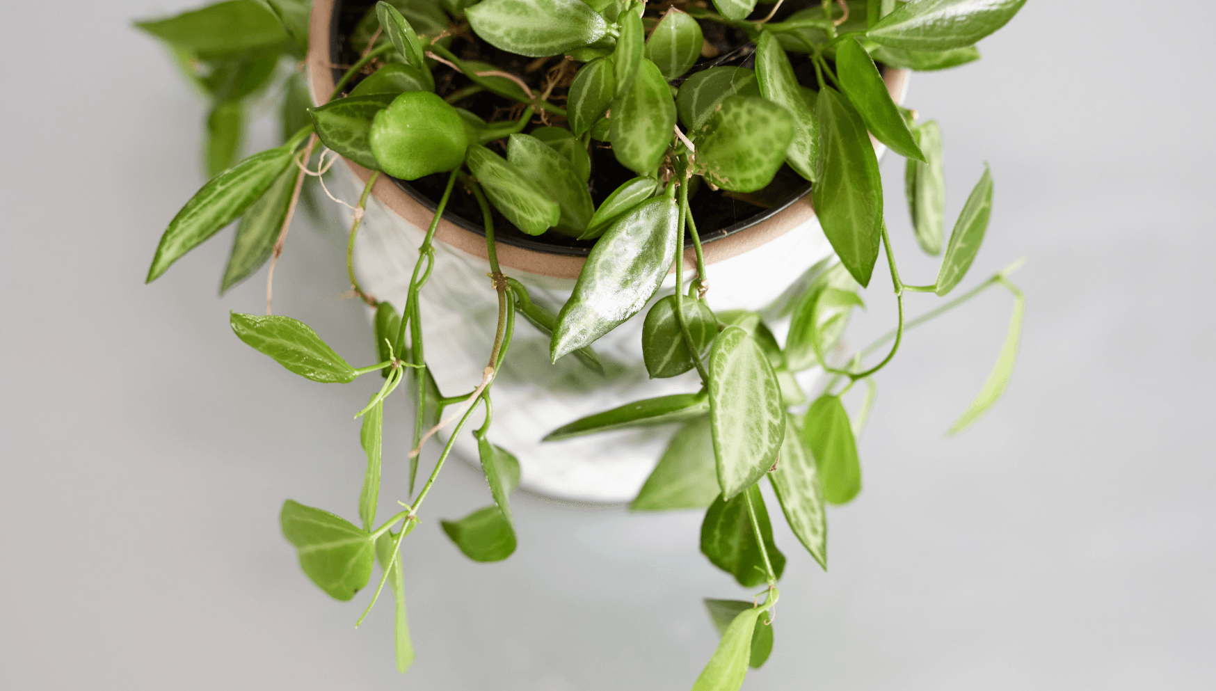 Dischidia leaves