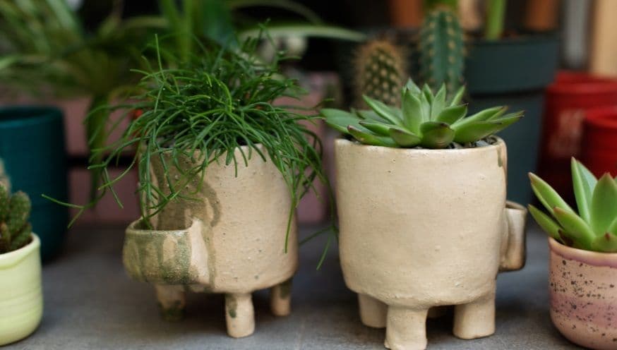 rhipsalis 1.jpg