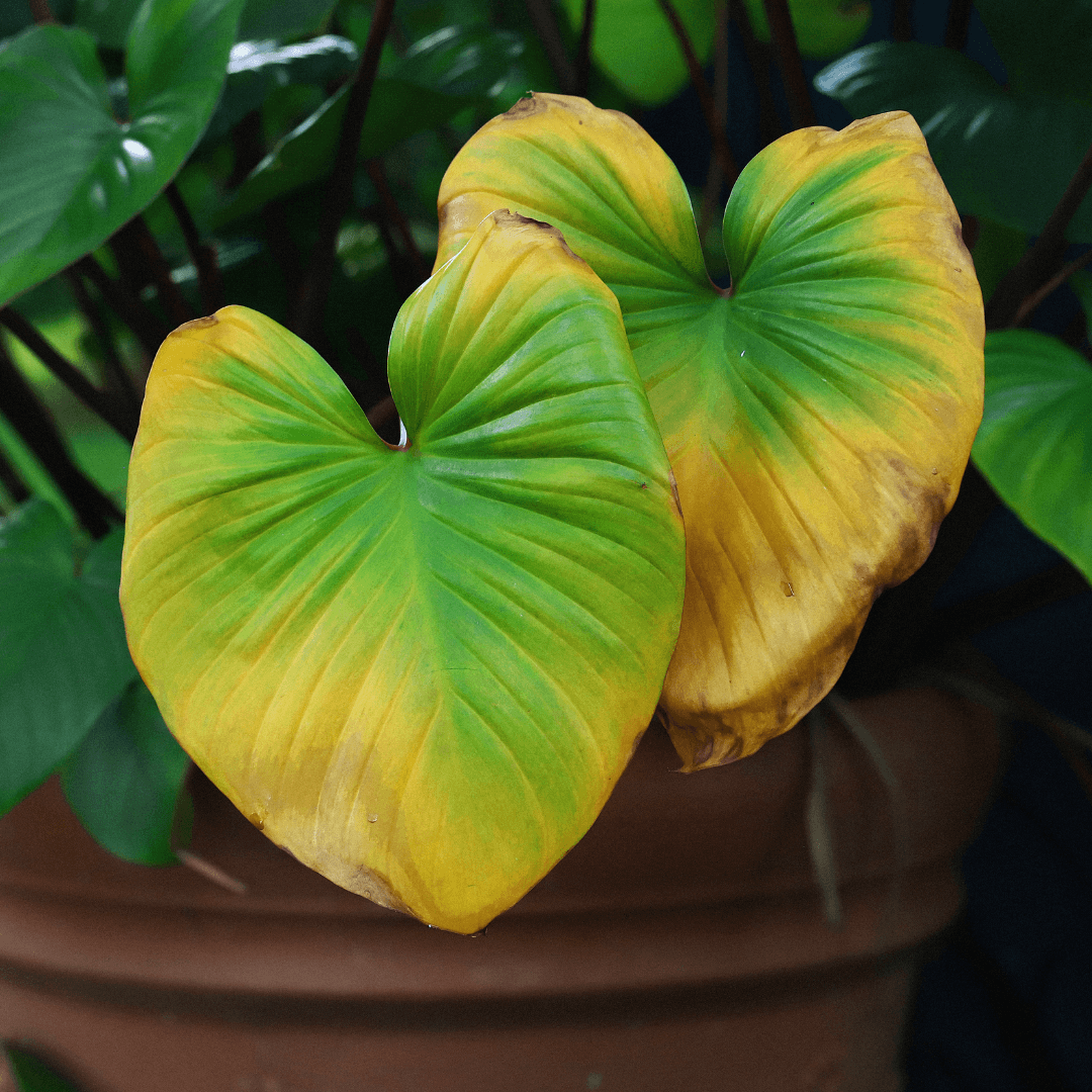 Yellow leaves