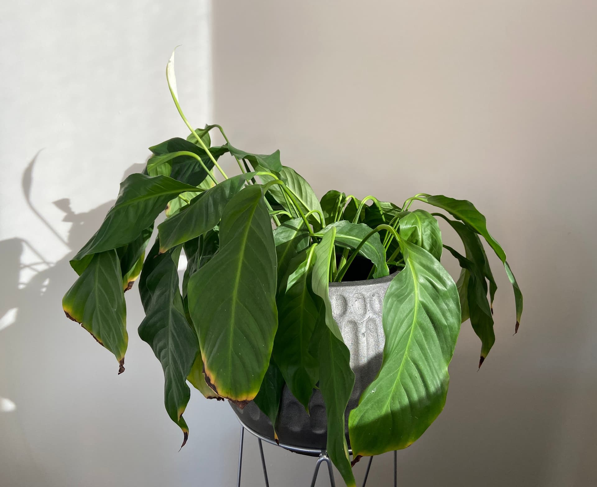 Hanging leaves