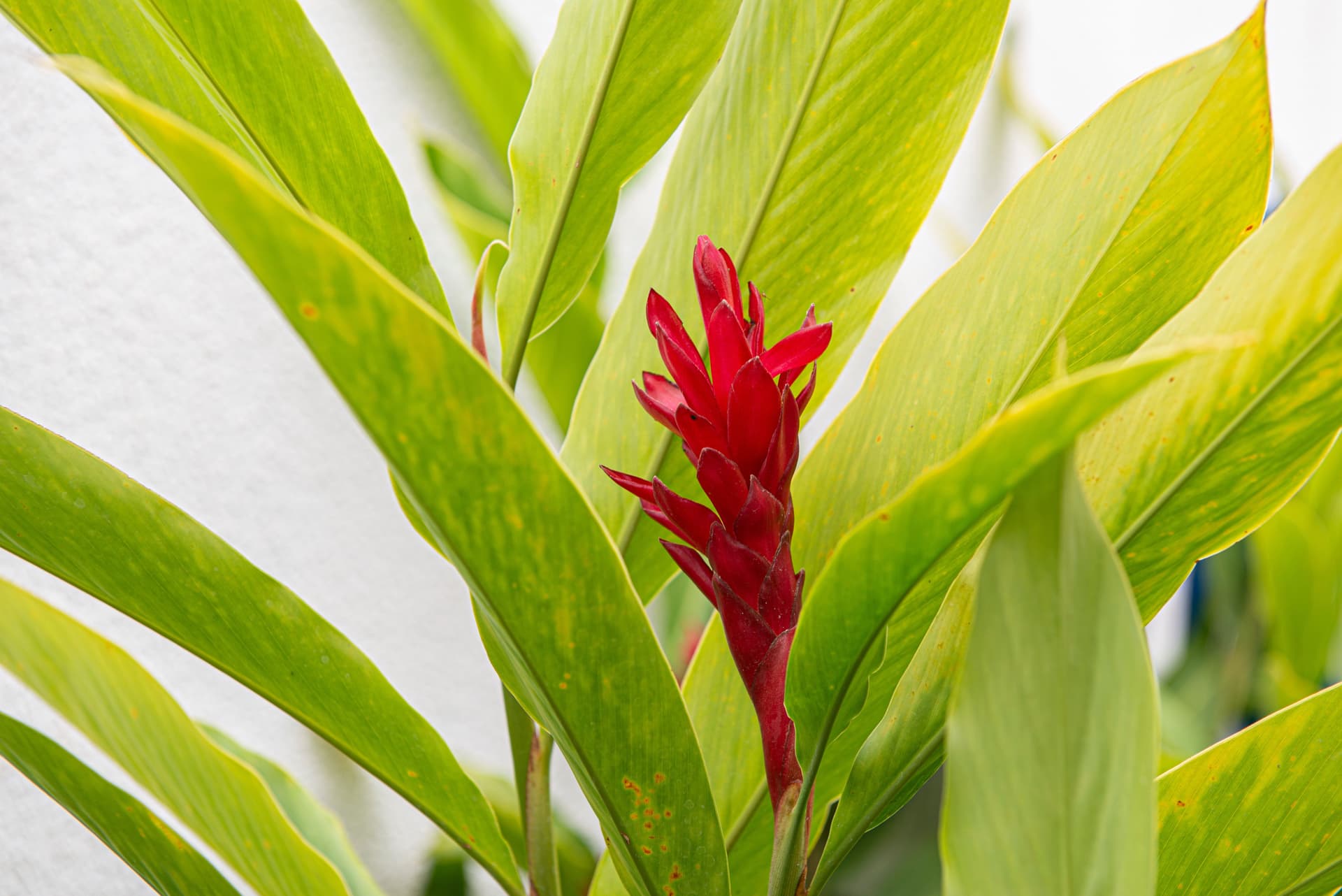 Alpinia plant