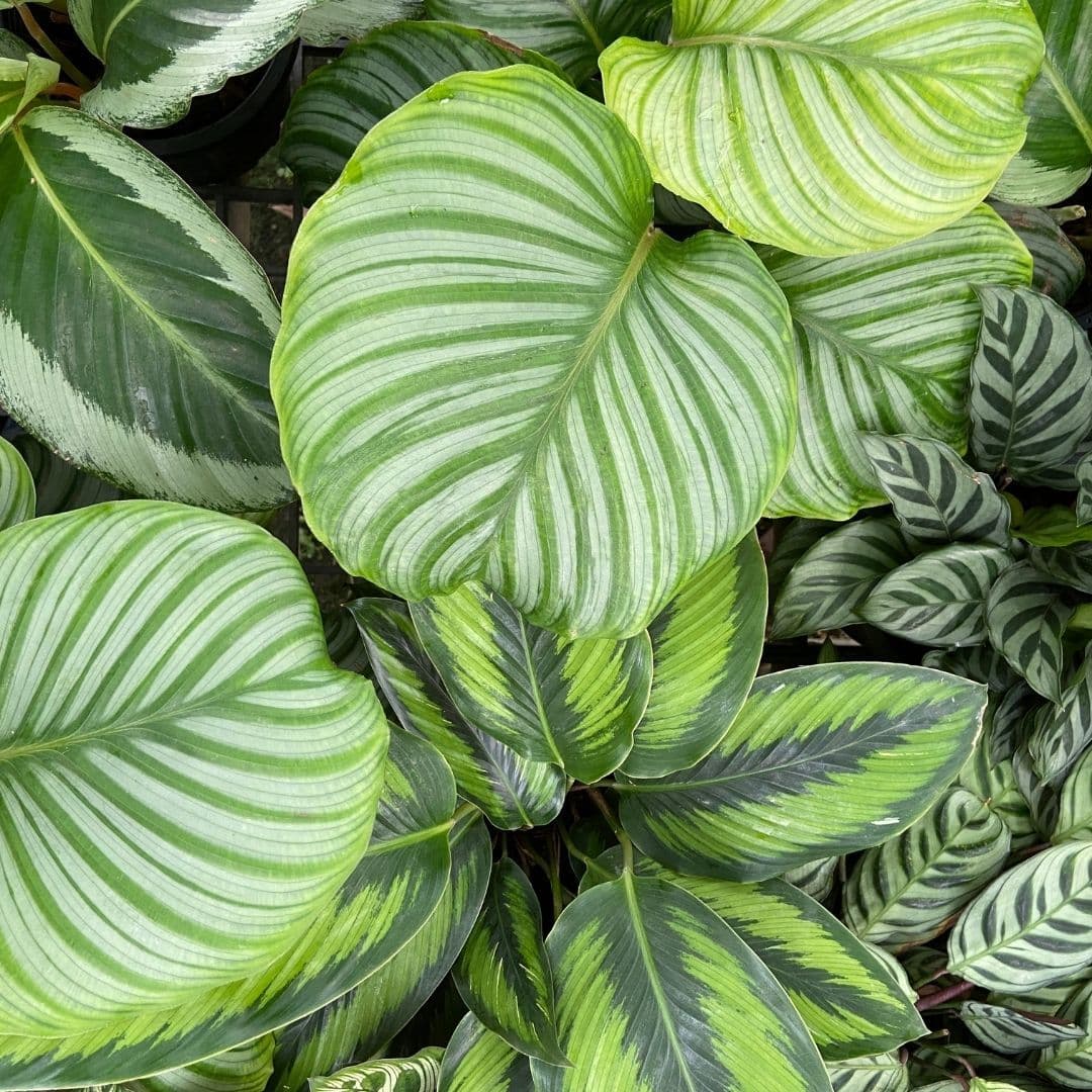 Calathea