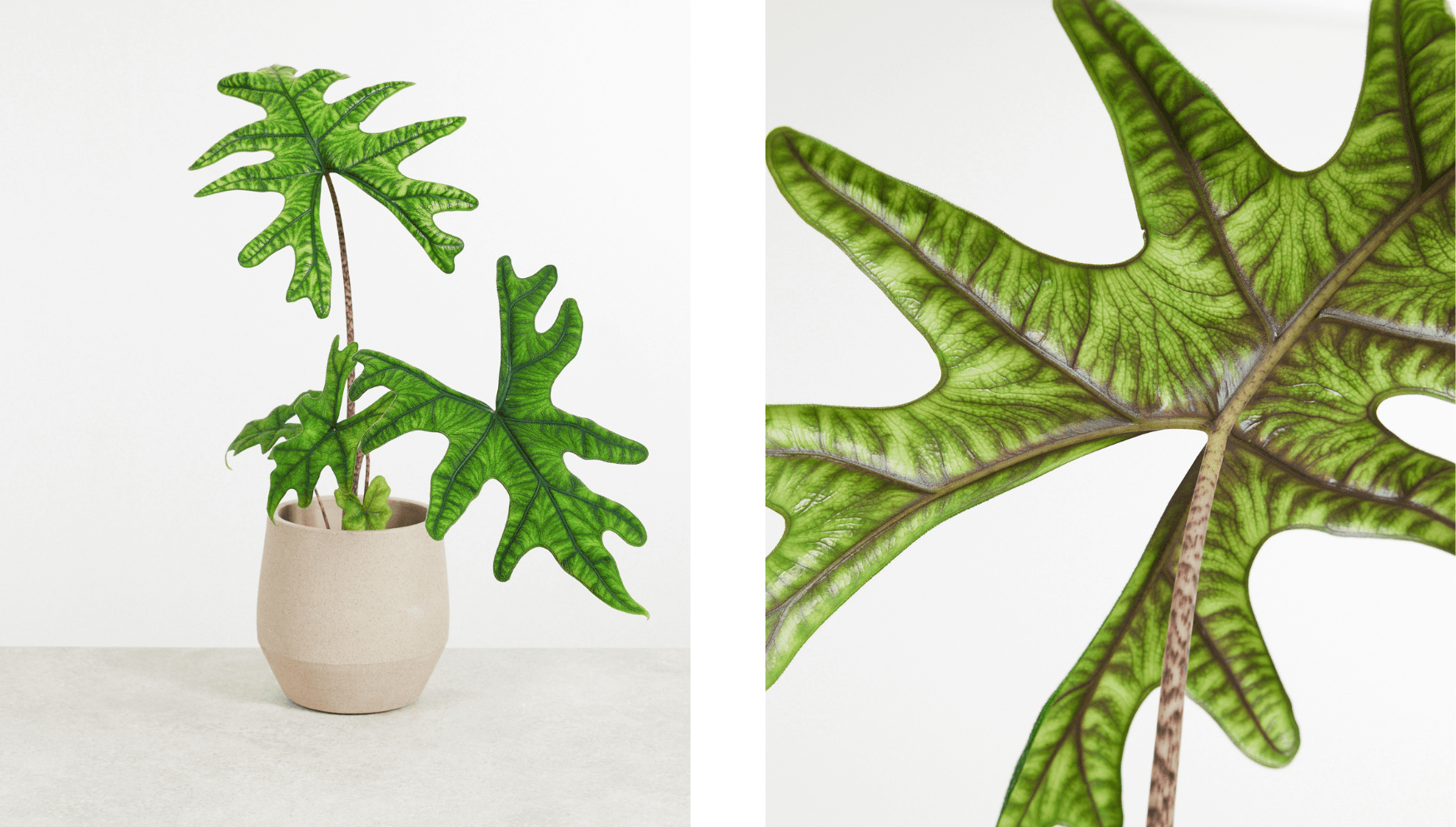 Alocasia Jacklyn