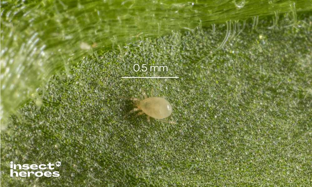 Lutte biologique contre les espèces de Thrips