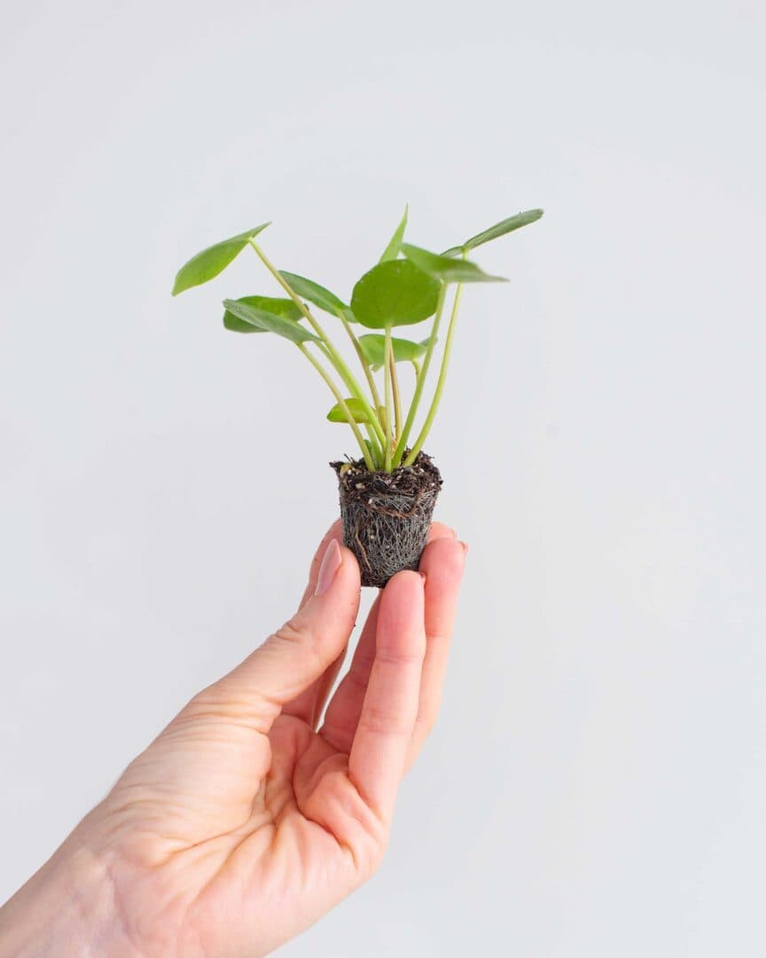 PL_S_B_007_Pilea-Peperomioides_hand-plug-1-864x1080.jpeg